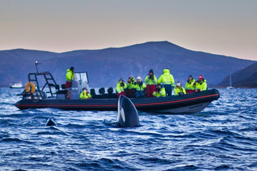 Bleik: Whale Watching by Speedboat with Puffins and Muffins - Who should book this outing?