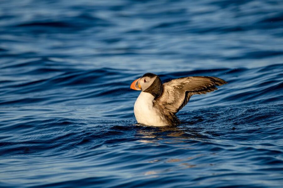 Bleik: Whale Watching by Speedboat with Puffins and Muffins - Practical advice for a smoother ride
