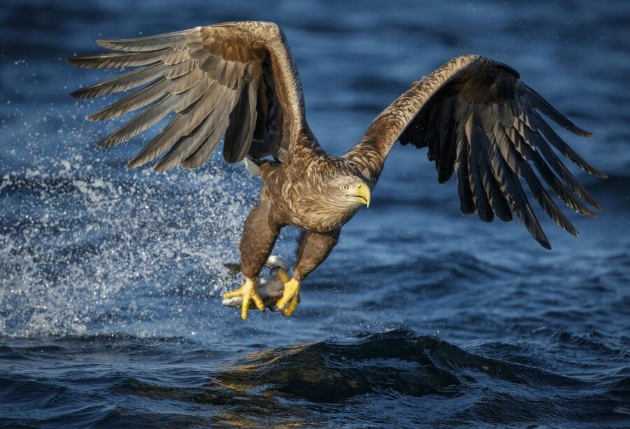 Bodø: Saltstraumen Sea Eagle Trip by RIB - Saltstraumen and the 150-meter strait