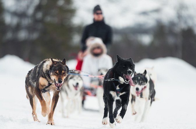 Dog Sled Tour and Husky Cuddles - Husky Time After the Ride