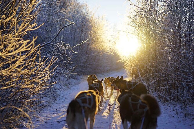 Dog Sled Tour and Husky Cuddles - Booking, Weather, and Cancellation Details