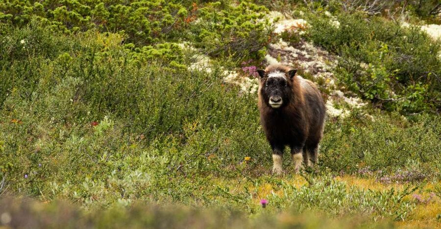 Dovrefjell National Park: Hiking Tour and Musk Ox Safari - Hiking through Dovrefjell National Park