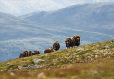 Dovrefjell National Park: Hiking Tour and Musk Ox Safari