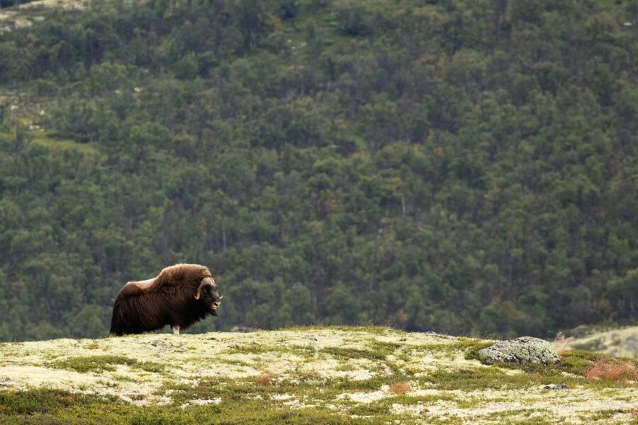 Dovrefjell National Park: Hiking Tour and Musk Ox Safari - Watching musk ox from 200 meters