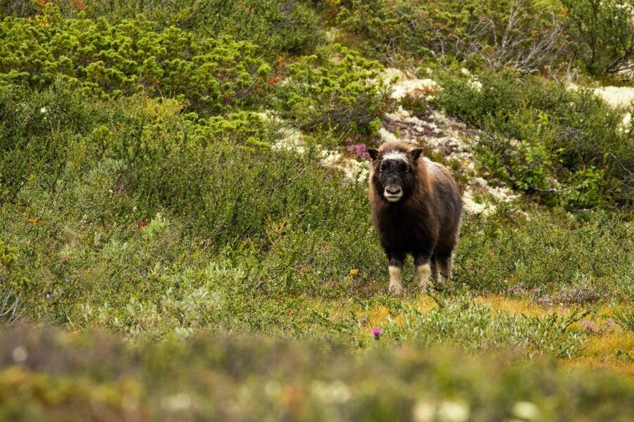 Dovrefjell National Park: Hiking Tour and Musk Ox Safari - Group size, pace, and the physical effort