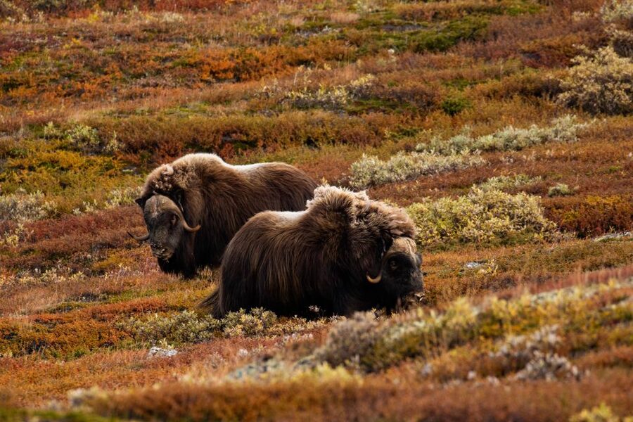Dovrefjell National Park: Hiking Tour and Musk Ox Safari - Is the $64 price good value?