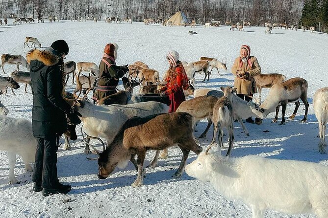 Exclusive Reindeers Experience in small groups, Tromso - Meeting the reindeer in Lavangsdalen