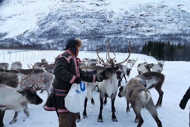 Exclusive Reindeers Experience in small groups, Tromso - Sámi stories from a family setting