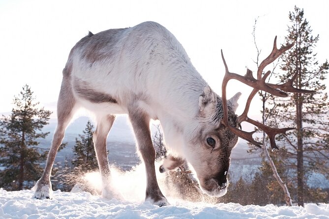 Exclusive Reindeers Experience in small groups, Tromso - Group size, timing, and the real value