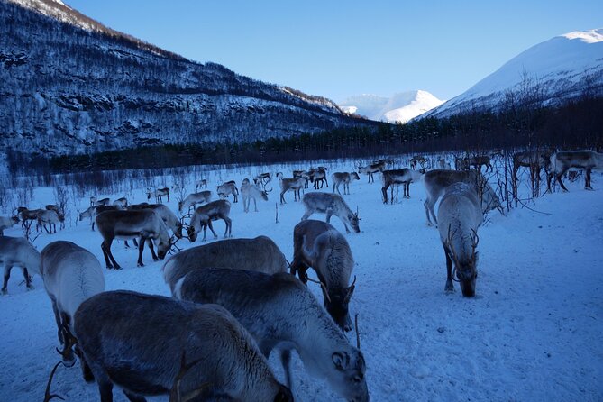 Exclusive Reindeers Experience in small groups, Tromso - Who will enjoy this Tromsø activity?