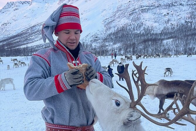 Exclusive Reindeers Experience in small groups, Tromso - Should you book this reindeer experience?