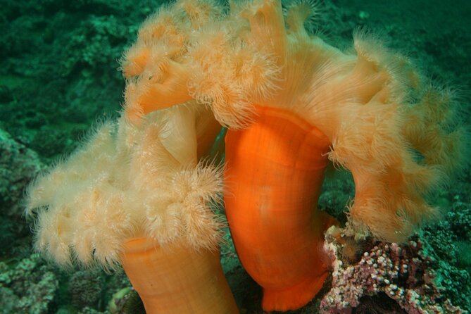 Family Snorkeling Tour - What the $171.21 price includes