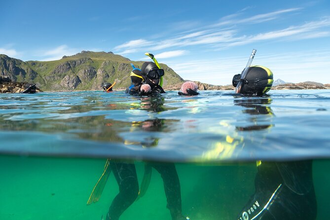 Family Snorkeling Tour - Starting at Øyaveien 31 in Ballstad