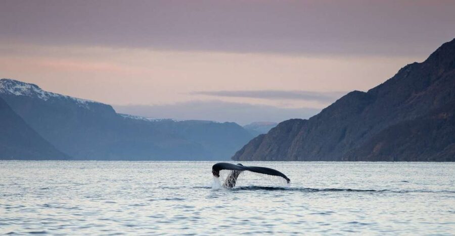 From Alta: Small Group Whale Watching by RIB - Key points to know before booking