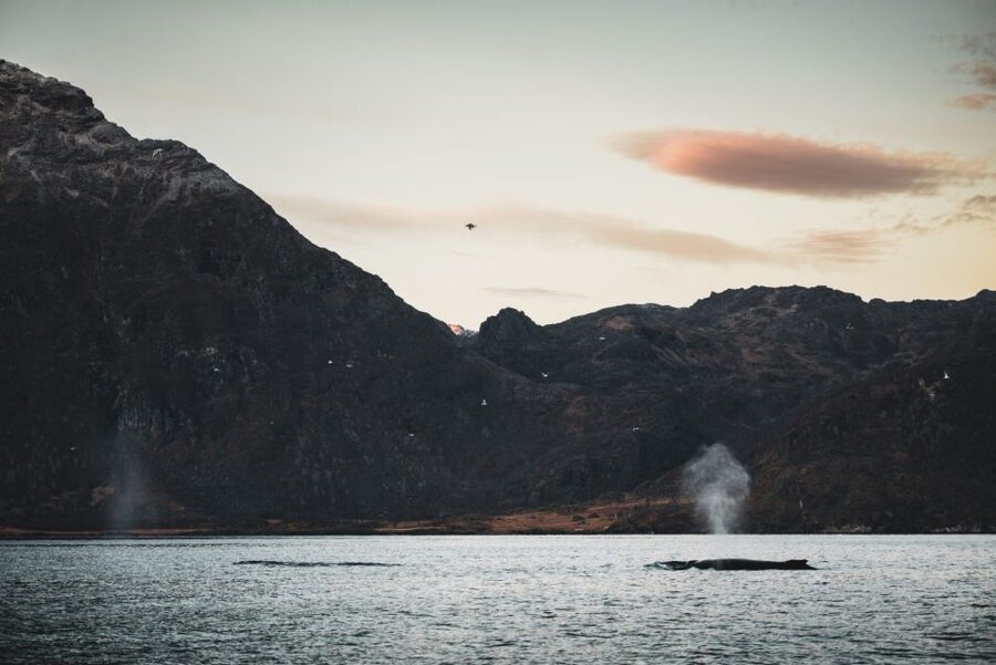 From Alta: Small Group Whale Watching by RIB - Why the winter fjords bring in whales