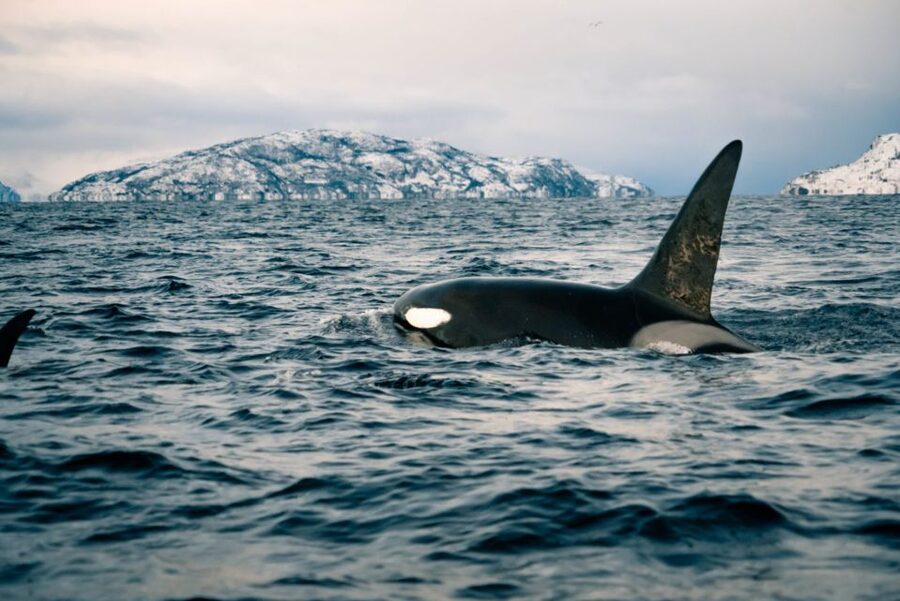 From Alta: Small Group Whale Watching by RIB - Getting ready for an Arctic RIB ride