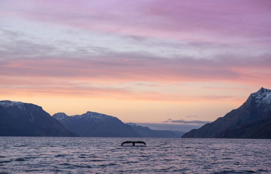 From Alta: Small Group Whale Watching by RIB - Searching the fjords for humpbacks and orcas