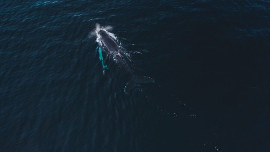From Alta: Small Group Whale Watching by RIB - The price and what you receive