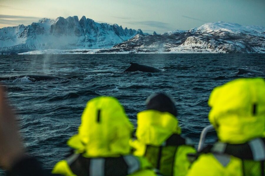 From Alta: Small Group Whale Watching by RIB - Who should book this experience