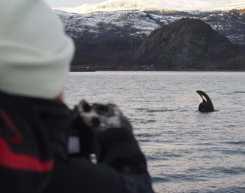From Alta: Small group Whale watching - Why Alta’s winter whales are worth the trip