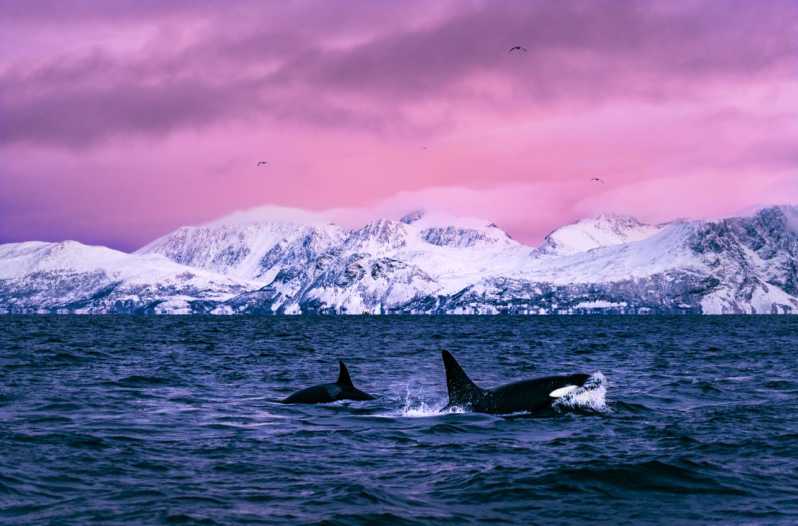 From Alta: Whale and Seabird Cruise - What makes Alta Fjord a whale-watching destination