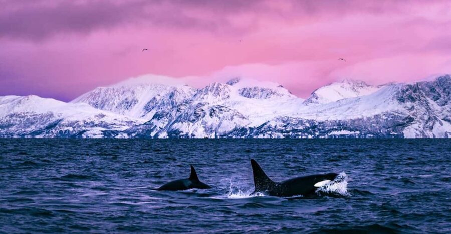 From Alta: Whale and Seabird Cruise - From Havneveien 24 to the open fjord