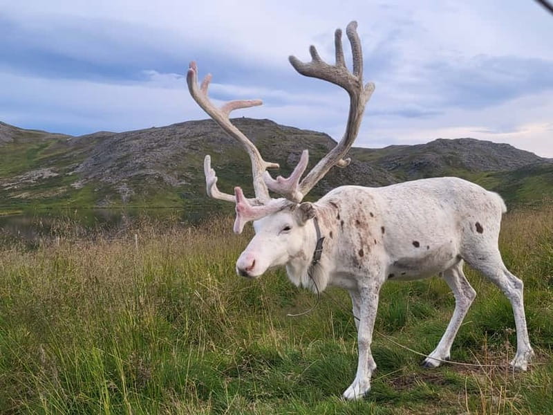 From Honningsvåg: North Cape and King Crabs Tour - From Honningsvåg to the top of Europe