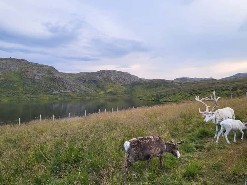 From Honningsvåg: North Cape and King Crabs Tour - Meeting the king crabs