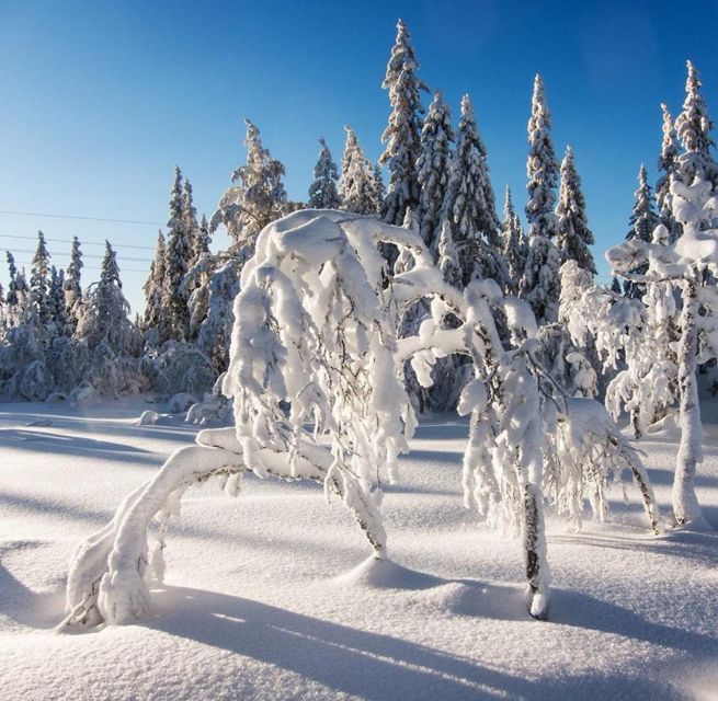 From Oslo: Oslomarka Forest Guided Snowshoeing Tour - When thin snow changes the plan