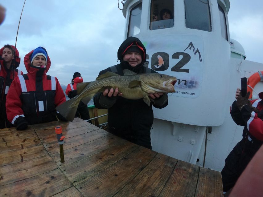 From Svolvaer: Lofoten Fishing Boat Cruise - The fish you may catch, and what happens next