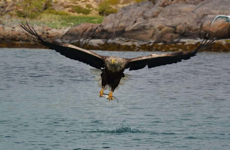 From Svolvær: Lofoten RIB Sea Eagle Safari Trollfjord Cruise - Leaving Svolvær for Trollfjord