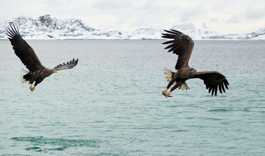 From Svolvaer: Trollfjorden Wildlife RIB Cruise - What the two-hour ride feels like