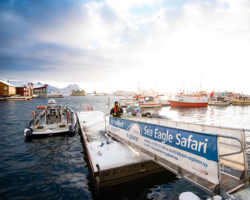 From Svolvaer: Trollfjorden Wildlife RIB Cruise - Should you book the Trollfjorden RIB cruise?