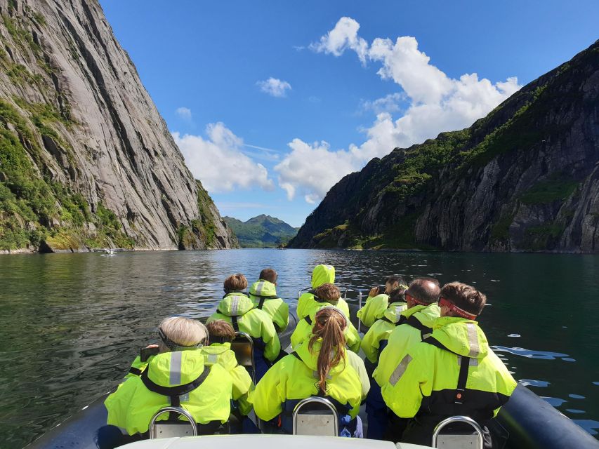From Svolvaer: Trollfjorden Wildlife RIB Cruise - Watching for white-tailed eagles