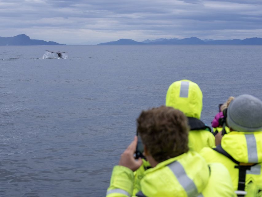 From Svolvær: Whale Watching Day Trip to Andenes - My practical verdict on the full-day route