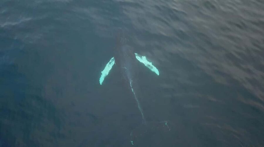 From Tromsø: All-Inclusive Whale & Orca Safari - Key points to know before booking