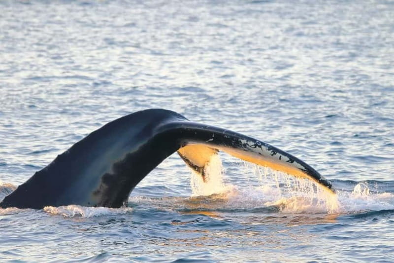 From Tromsø: All-Inclusive Whale & Orca Safari - Why the trip to Skjervøy is worth the time