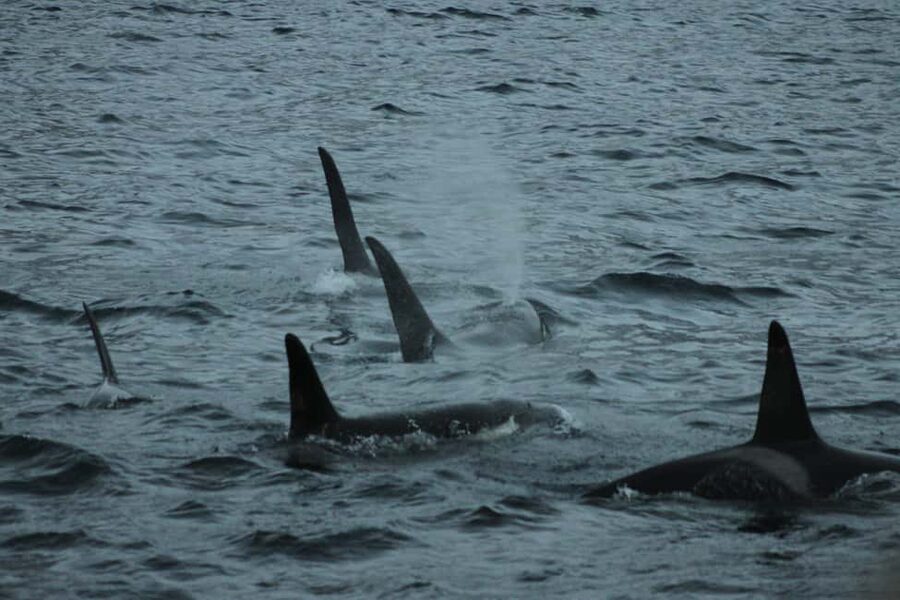 From Tromsø: All-Inclusive Whale & Orca Safari - The 2.5-hour cruise through fjords and mountains
