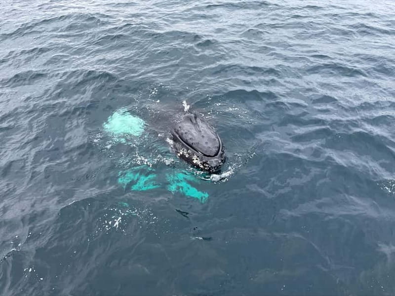 From Tromsø: All-Inclusive Whale & Orca Safari - Searching for whales around Skjervøy