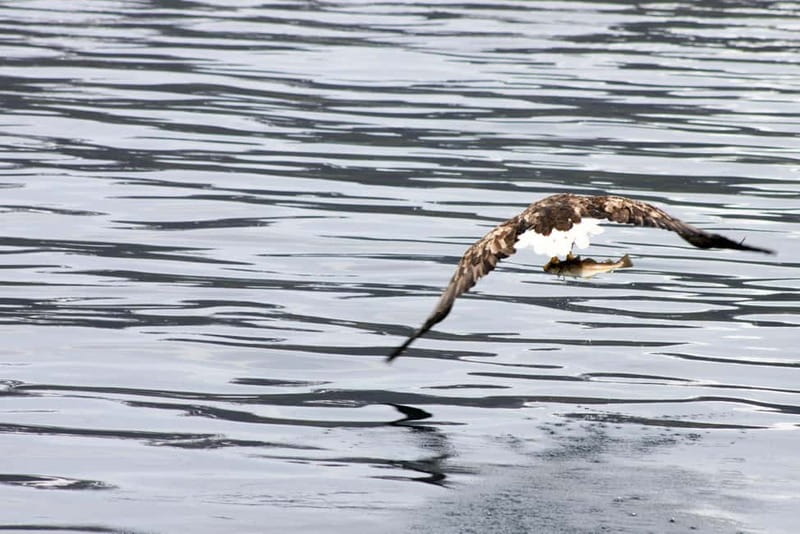 From Tromsø: All-Inclusive Whale & Orca Safari - Outdoor decks, warm drinks, and a practical lunch
