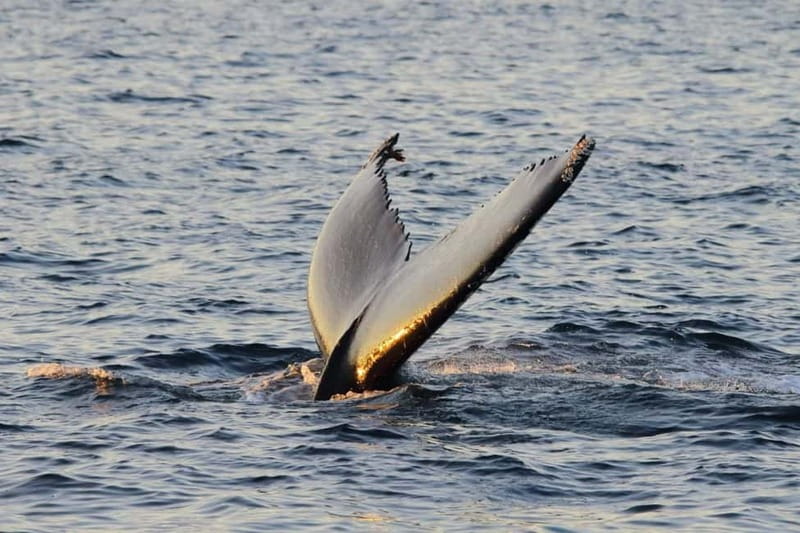 From Tromsø: All-Inclusive Whale & Orca Safari - What the return trip feels like