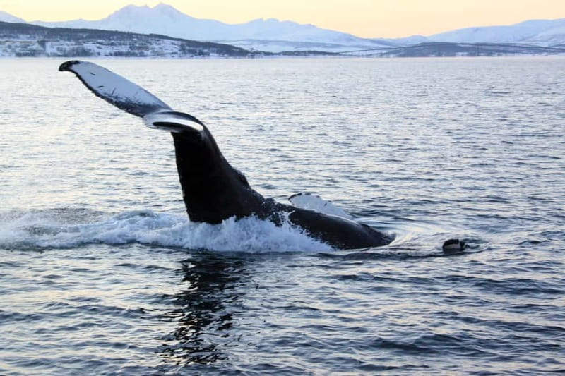 From Tromsø: All-Inclusive Whale & Orca Safari - Leaving Tromsø in a heated boat