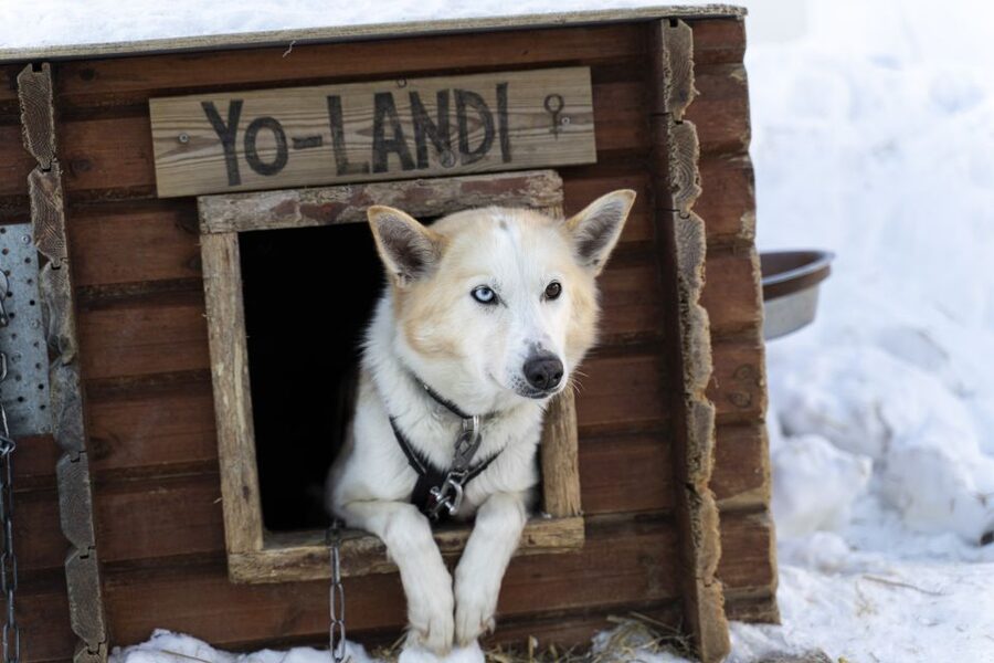 From Tromsø: Fun and Easy Dog Sledding Adventure - Key details at a glance