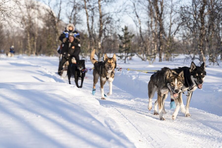 From Tromsø: Fun and Easy Dog Sledding Adventure - From Tromsø harbor to Breivikeidet