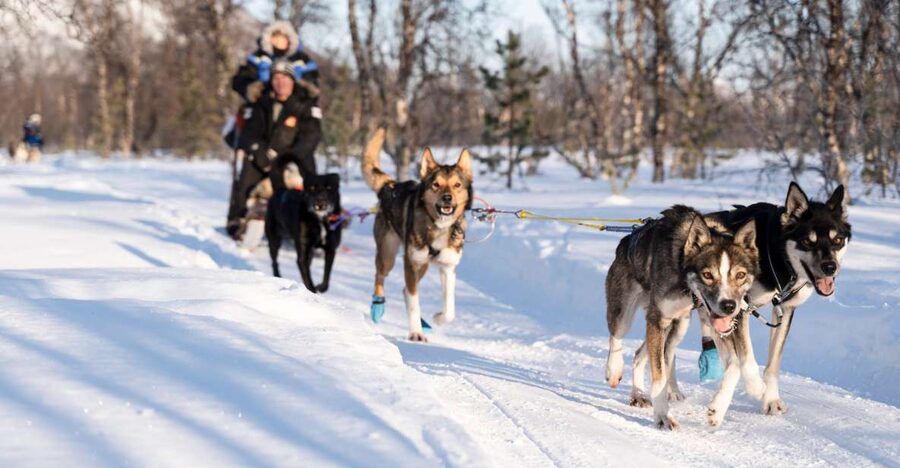 From Tromsø: Fun and Easy Dog Sledding Adventure - Learning to mush before the trail