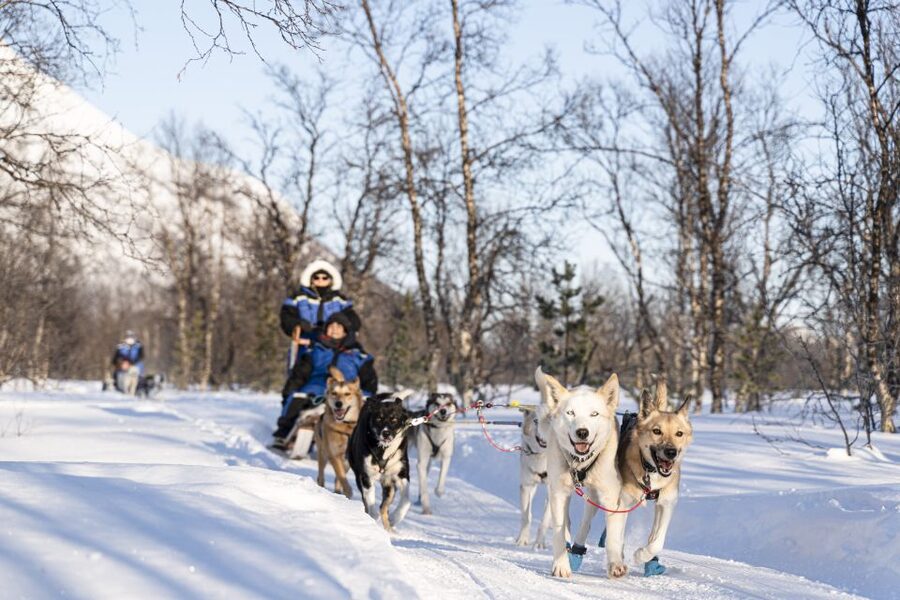 From Tromsø: Fun and Easy Dog Sledding Adventure - Sharing one sled and taking the lead