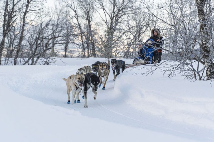 From Tromsø: Fun and Easy Dog Sledding Adventure - Is $282 per person good value?