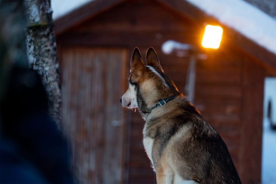 From Tromsø: Fun and Easy Dog Sledding Adventure - Who will enjoy this dog sledding trip?