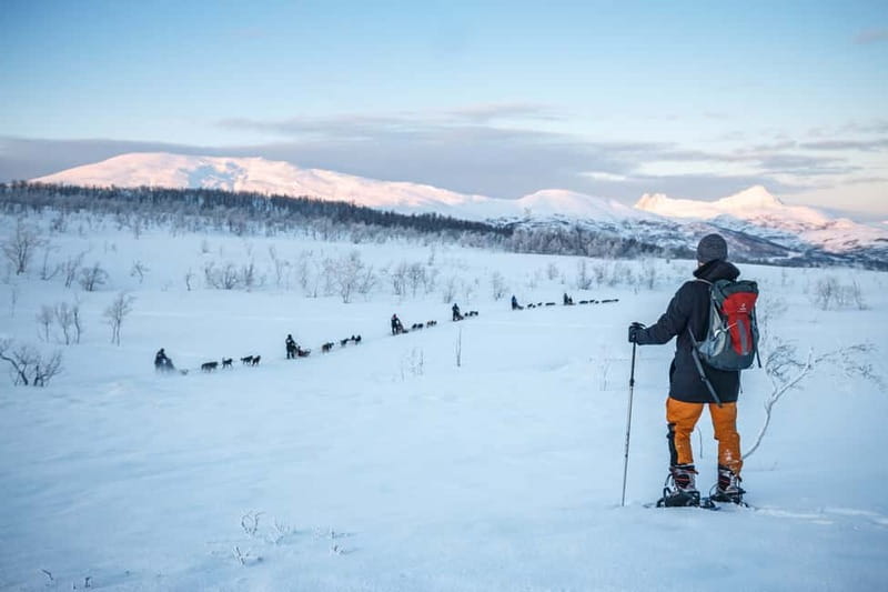 From Tromsø: Guided Husky Snowshoe Hike and Husky Camp Visit - Key points to know before you book