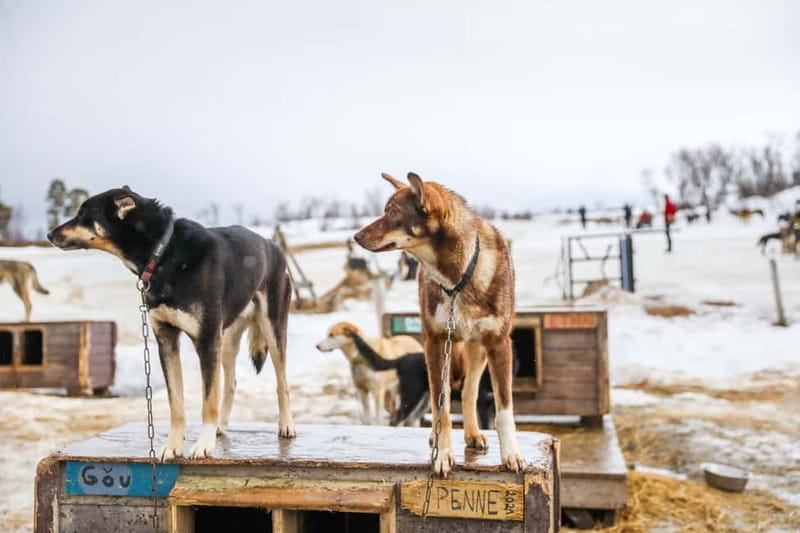 From Tromsø: Guided Husky Snowshoe Hike and Husky Camp Visit - Why the huskies make this more than a standard snowshoe walk